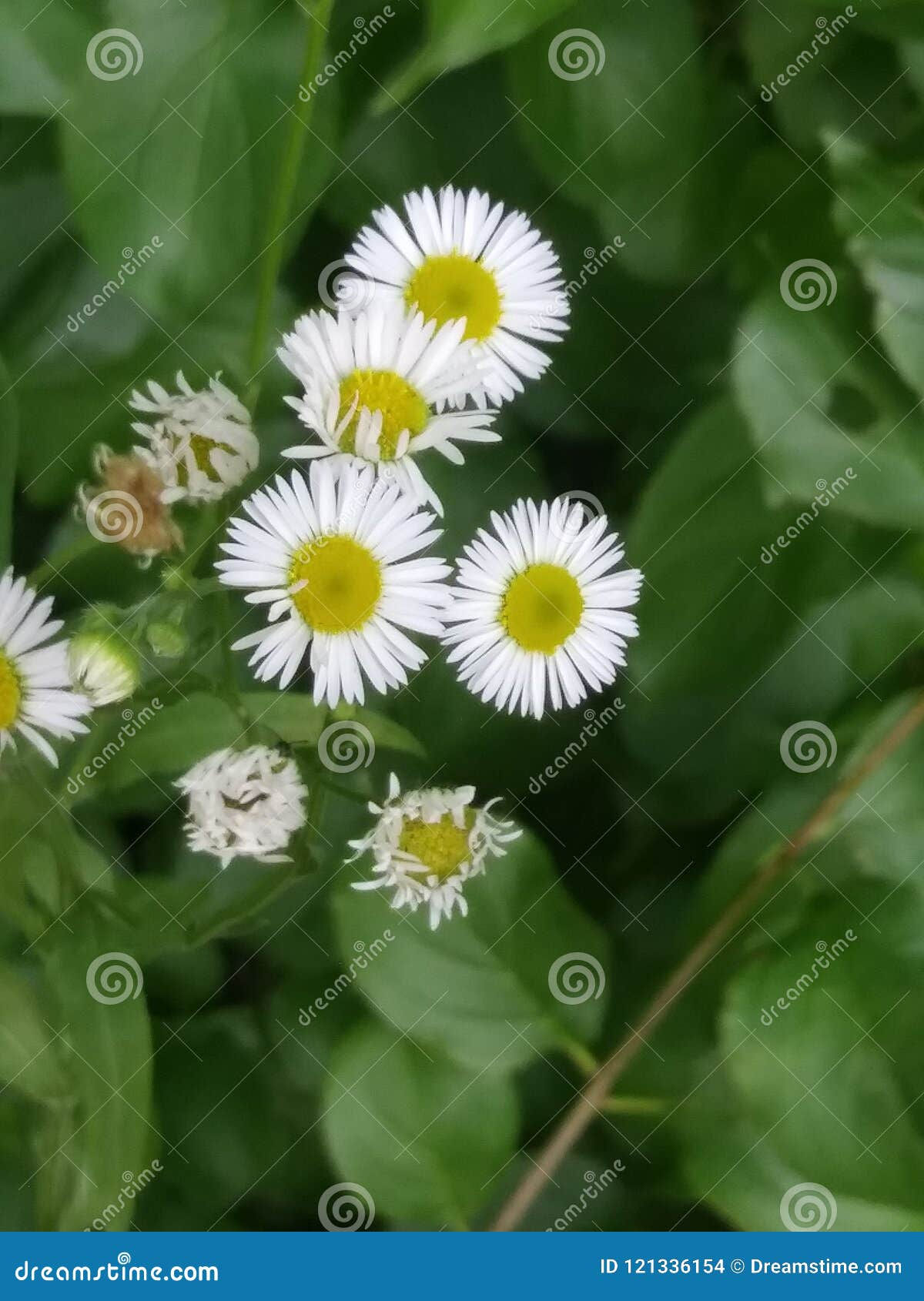 Wallpaper #3mhXIpMBSpphPi3-4TKc98 Daisy Stock Photo Image of Daisies Country Beautiful 121336154