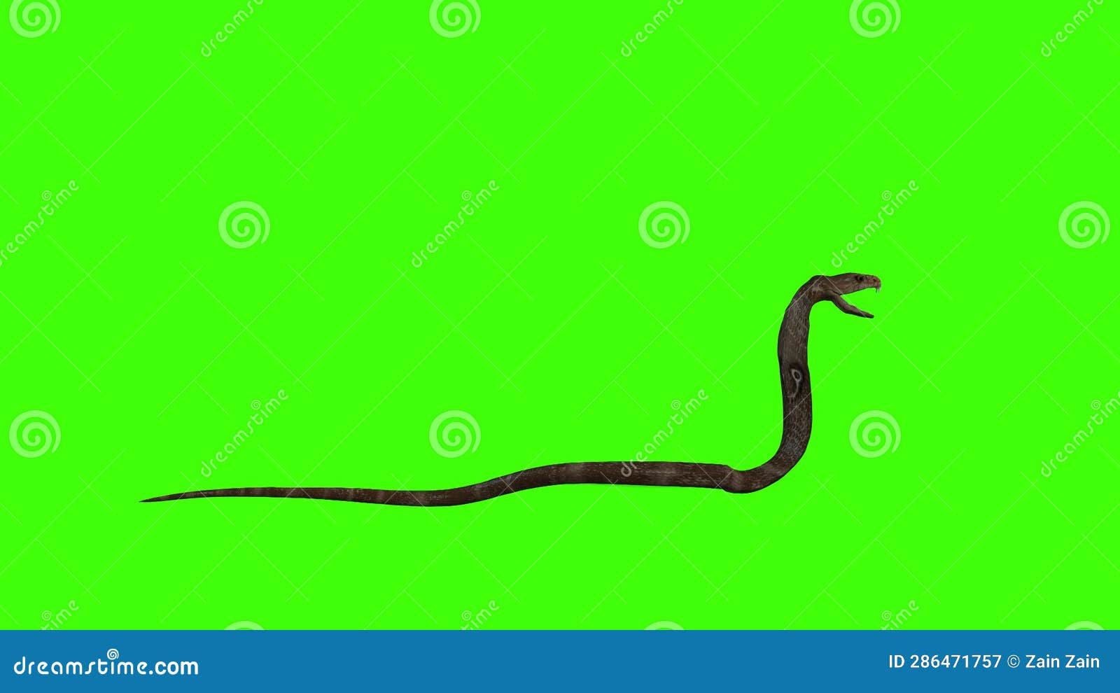 Wallpaper #vmczCZMBSpphPi3-o86c164 3D Realistic Cobra Snake Crawling Loop on Green Screen Render Side