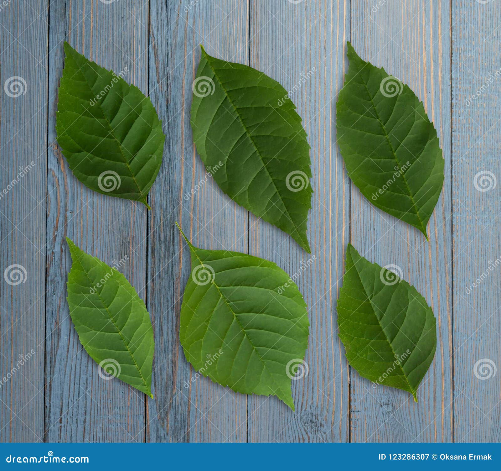 Wallpaper #am19apcBycdYOYFTxHE6180 Green Leaf Pattern Stock Image Image of Jungle Nature 123286307