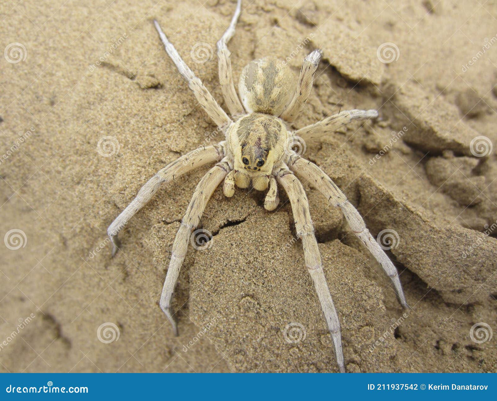 Wallpaper #dmevDpMBSpphPi3-H-tz315 Desert Spider Environmental Services Wolf Spiders Stock Photo Image