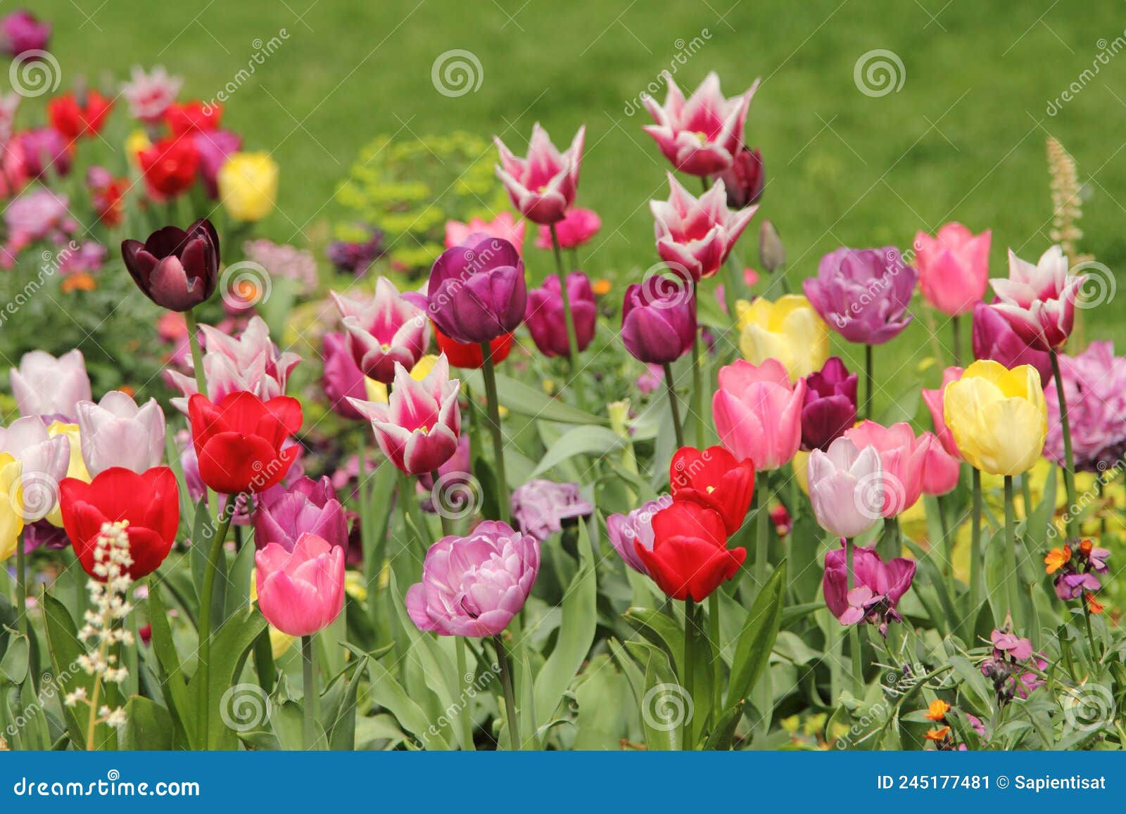 Wallpaper #0f480 Tulips Golden Varietie Stock Image Image of Grass 19338473