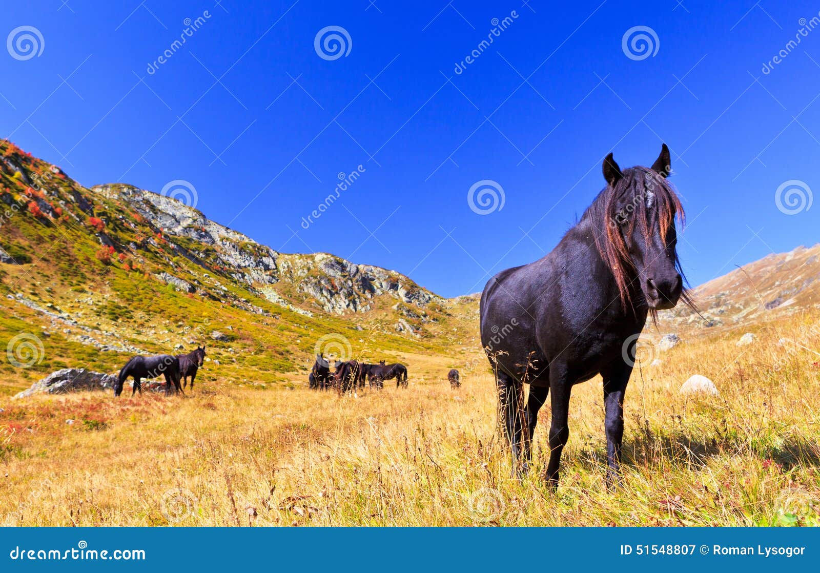 Wallpaper #CR2YLJMBlOZrFDOk0ssm265 Dark Horse Looking at the Camera Stock Image Image of Mountaineering