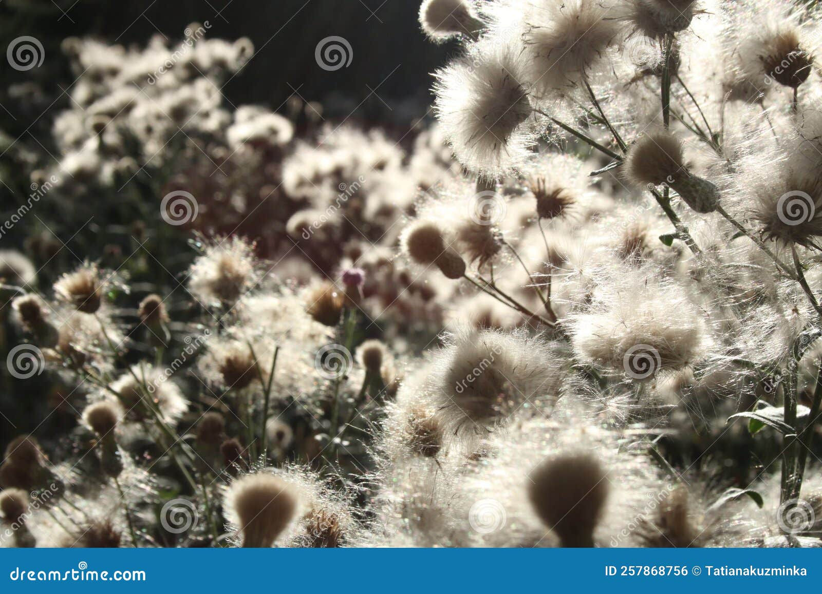 Wallpaper #lGcDC5MBSpphPi3-T9ct185 Dry Flowers Forest Landscape Dry Flowers Field Meadow Sensual