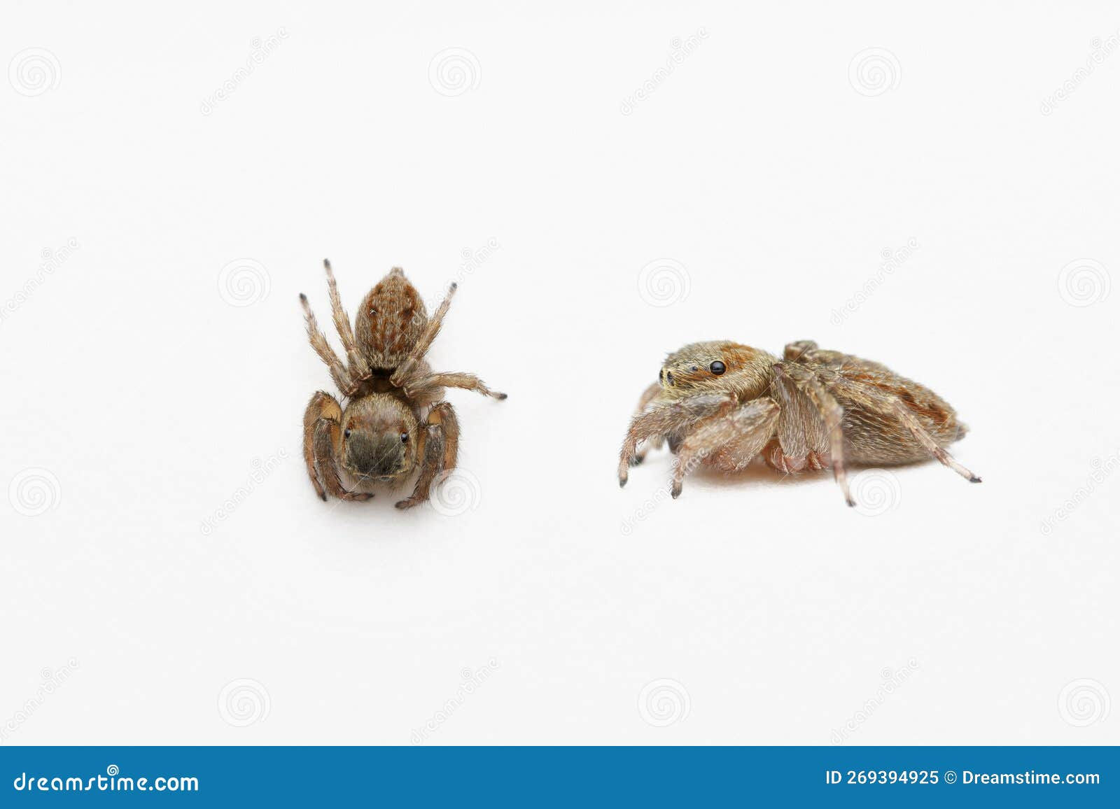 Wallpaper #e2dv9JIBSpphPi3-JXru245 Dorsal of Female Jumping Spider Satara Stock Photo Cartoondealercom