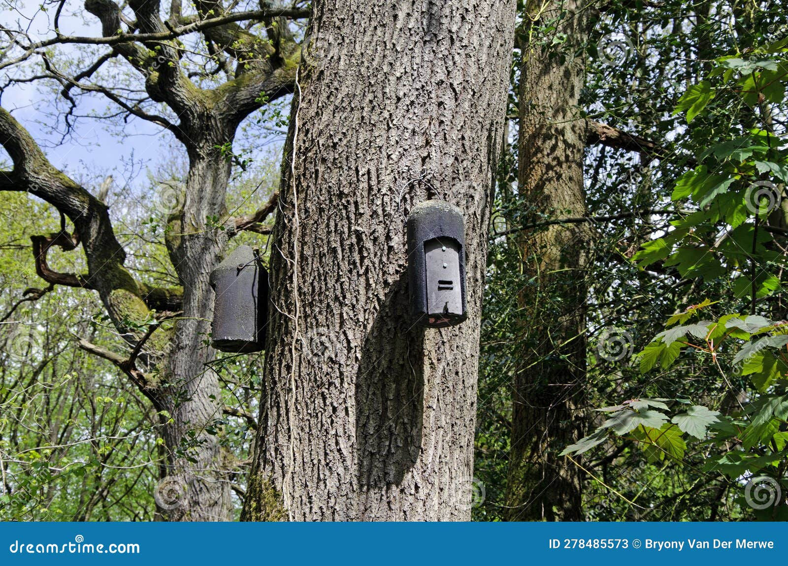 Wallpaper #2mdTDJMBSpphPi3-nt1P288 Woodcrete Bat Box Hanging on a Tree Stock Image Image of Conservation