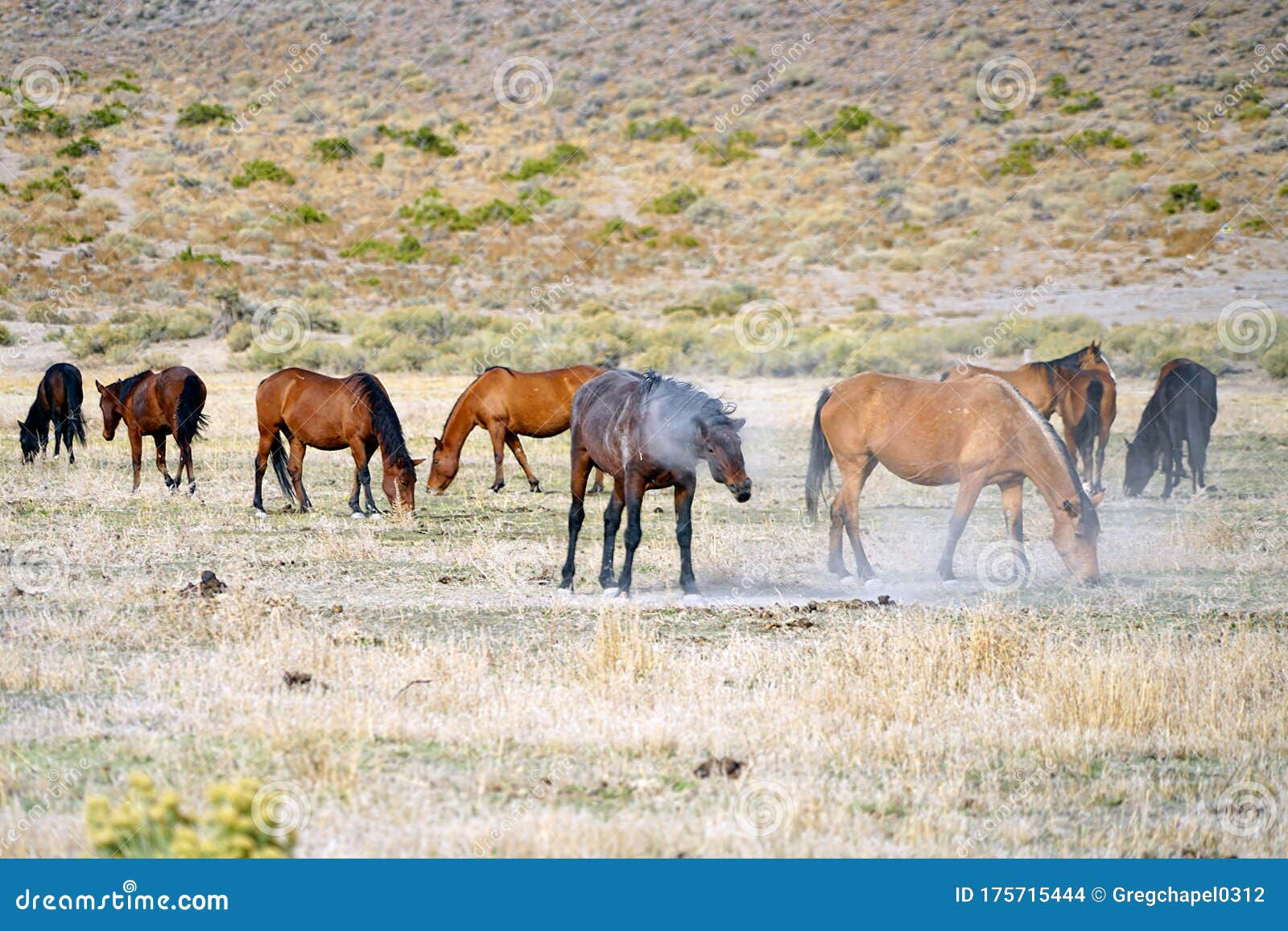 Wallpaper #O31l8I4Bnwiau_P6Pwbr18 Wild Mustang Horses in the Northern Nevada Desert Stock Photo Image