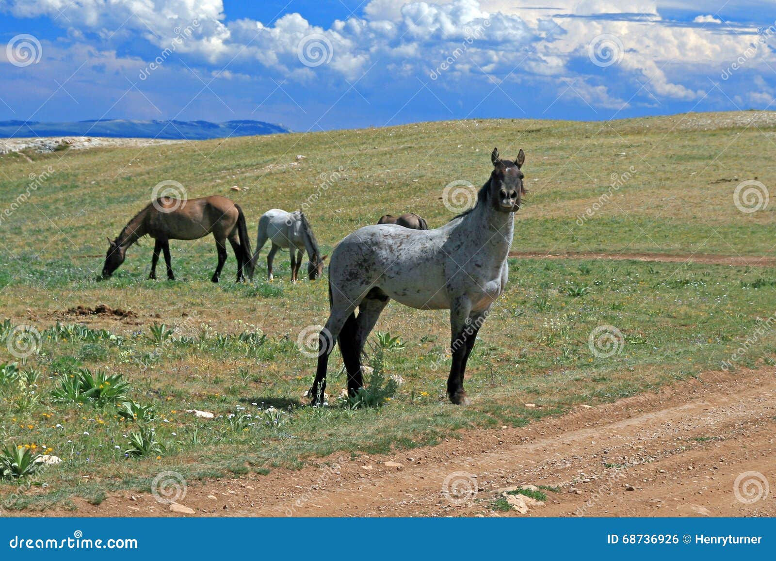 Wallpaper #C2eD8pIBSpphPi3-XnEU249 Wild Horse Mustang Gray Grulla Roan Stud Stallion in the Pryor
