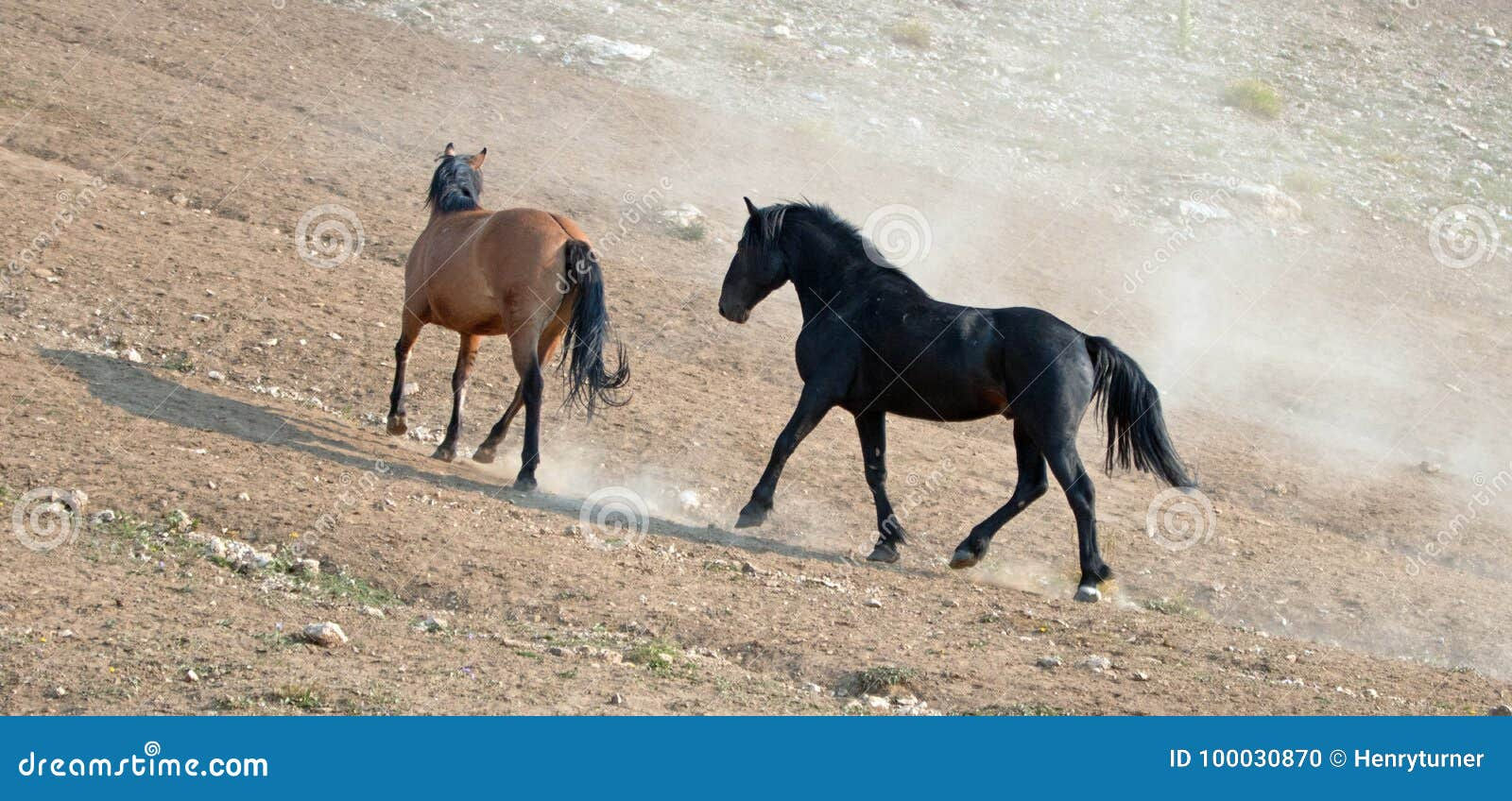 Wallpaper #eXS5wI4B_8f4nGFabW2232 Wild Horse Mustang Stallions Running and Fighting in the Pryor