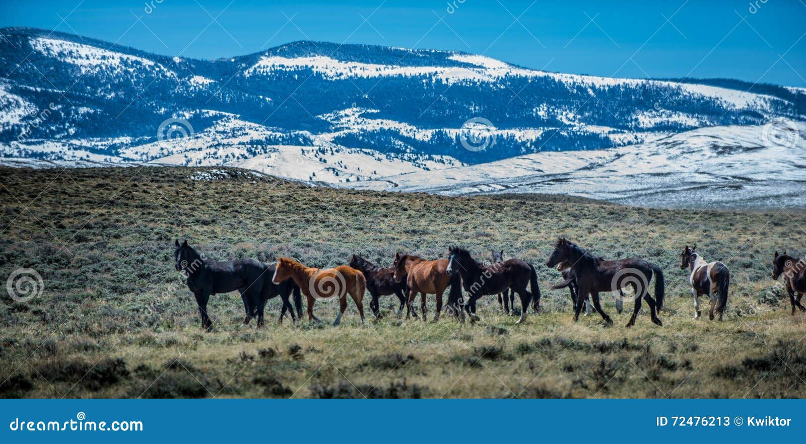 Wallpaper #6hplT5MB1yWOL4qgt37b183 Wild Mustangs Horse Wyoming Stock Image Image of Wilderness Horses