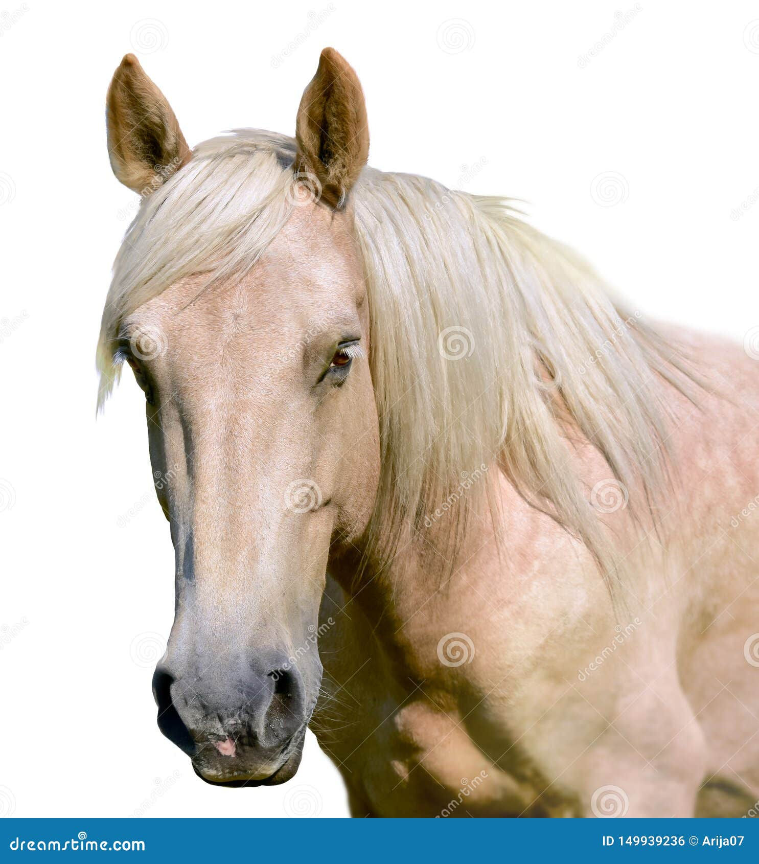 Wallpaper #P2evCJMBSpphPi3-oczY376 Horse Face Stock Images Download 26414 Royalty Free Photos Page 2