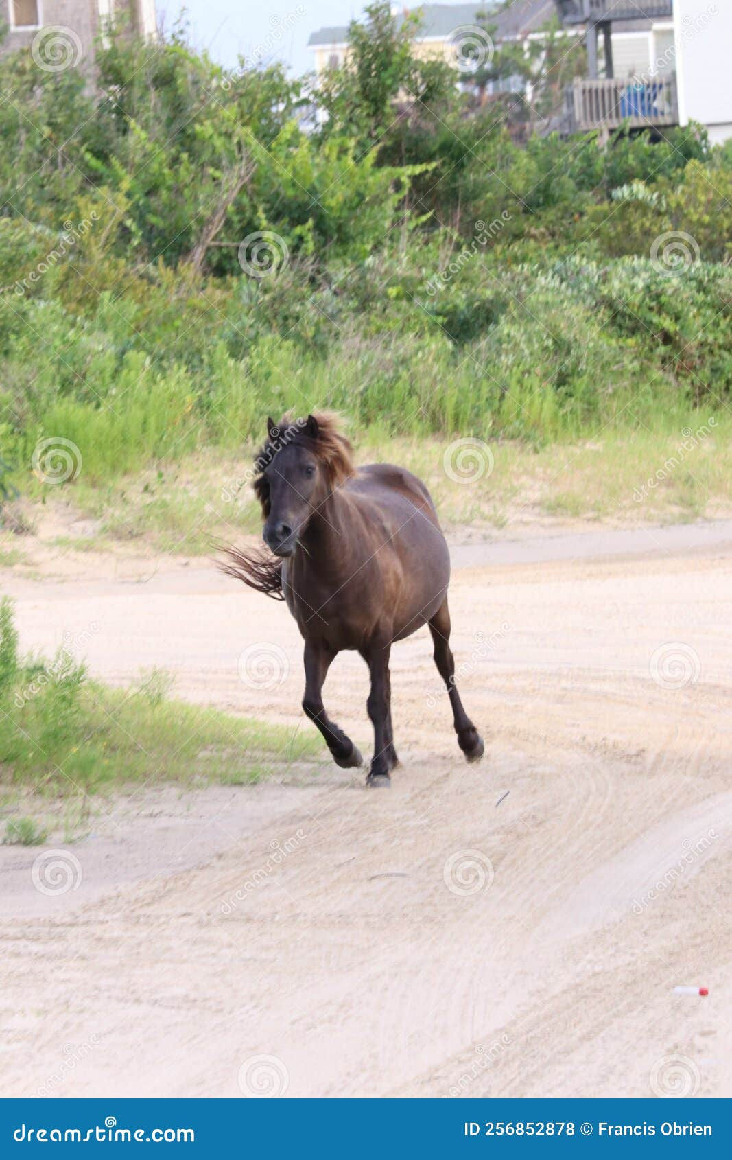 Wallpaper #YOpmVZMBlwTYPL18sg1d239 Wild Mustangs of the Outer Banks North Carolina 3 Stock Photo Image