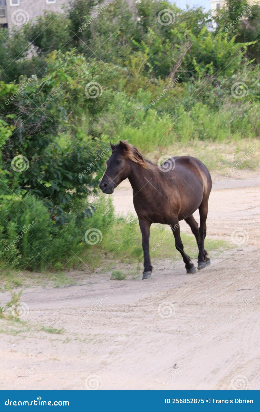 Wallpaper #YOpmVZMBlwTYPL18sg1d225 Wild Mustangs of the Outer Banks North Carolina 1 Stock Image Image
