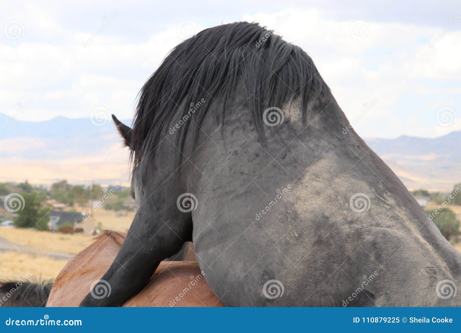 Wallpaper #-2cU-ZIBSpphPi3-KovY74 Wild American Black Stallion Mating Mare Stock Image Image of Sierra