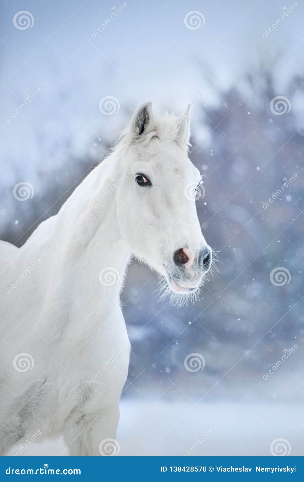 Wallpaper #Rmc1DJMBSpphPi3-Bt0d266 White Horse in Snow Stock Photo Image of Beautiful 138428570