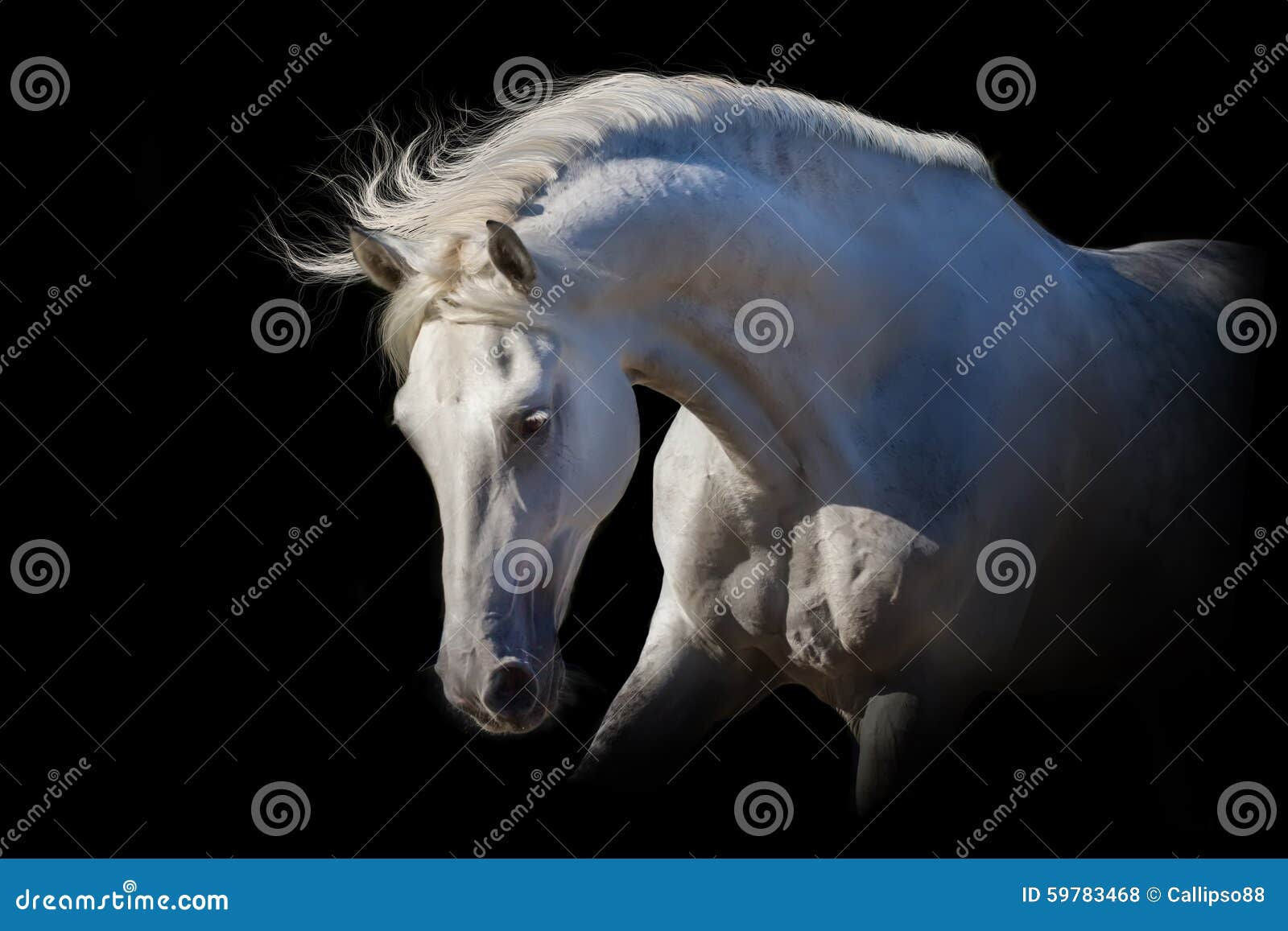 Wallpaper #bWfaEpMBSpphPi3-4_0h322 White Horse on Black Stock Photo Image of Background 59783468
