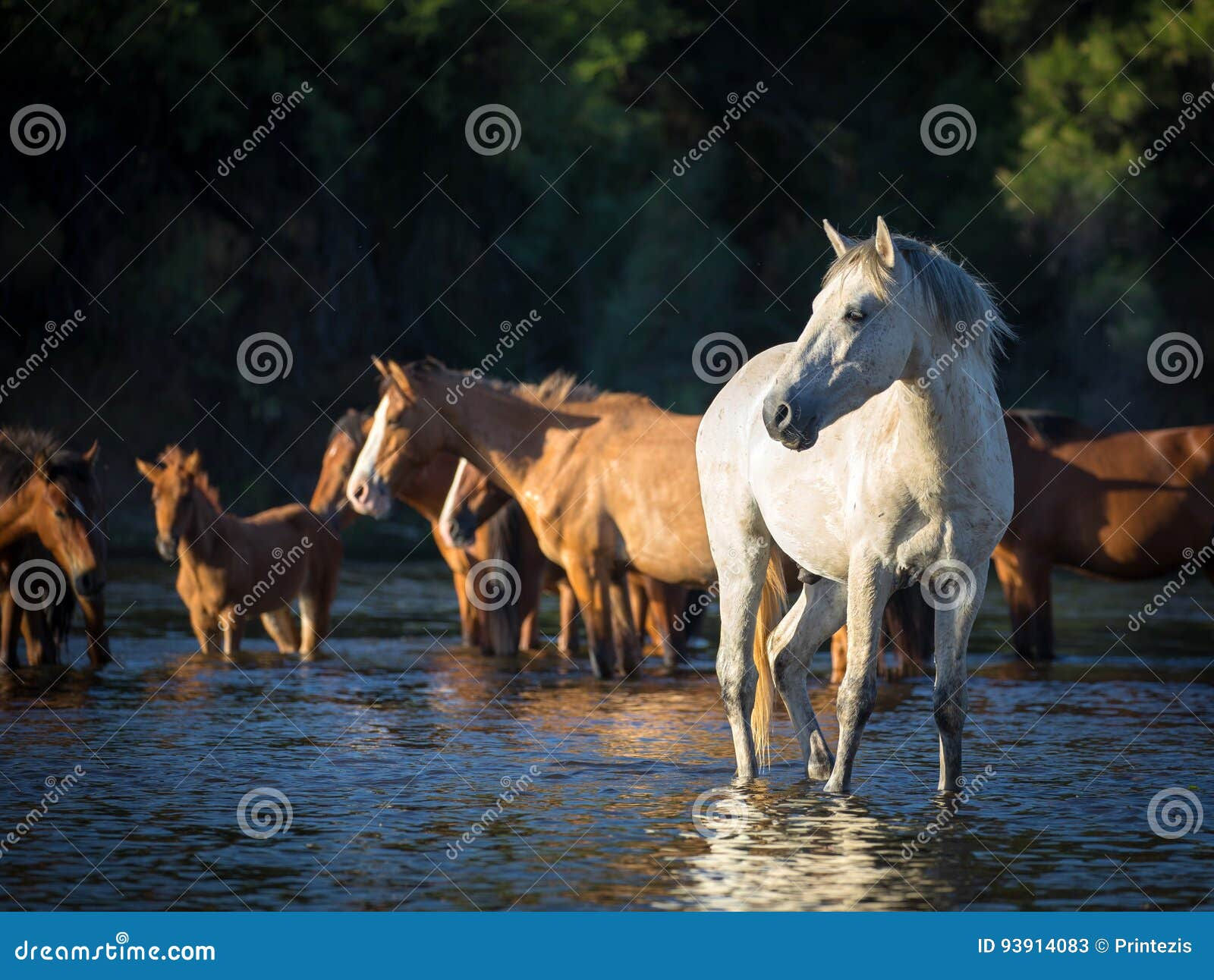 Wallpaper #YOpmVZMBlwTYPL18sg1d158 Wild Horses Mustangs in Salt River Arizona Stock Image Image of