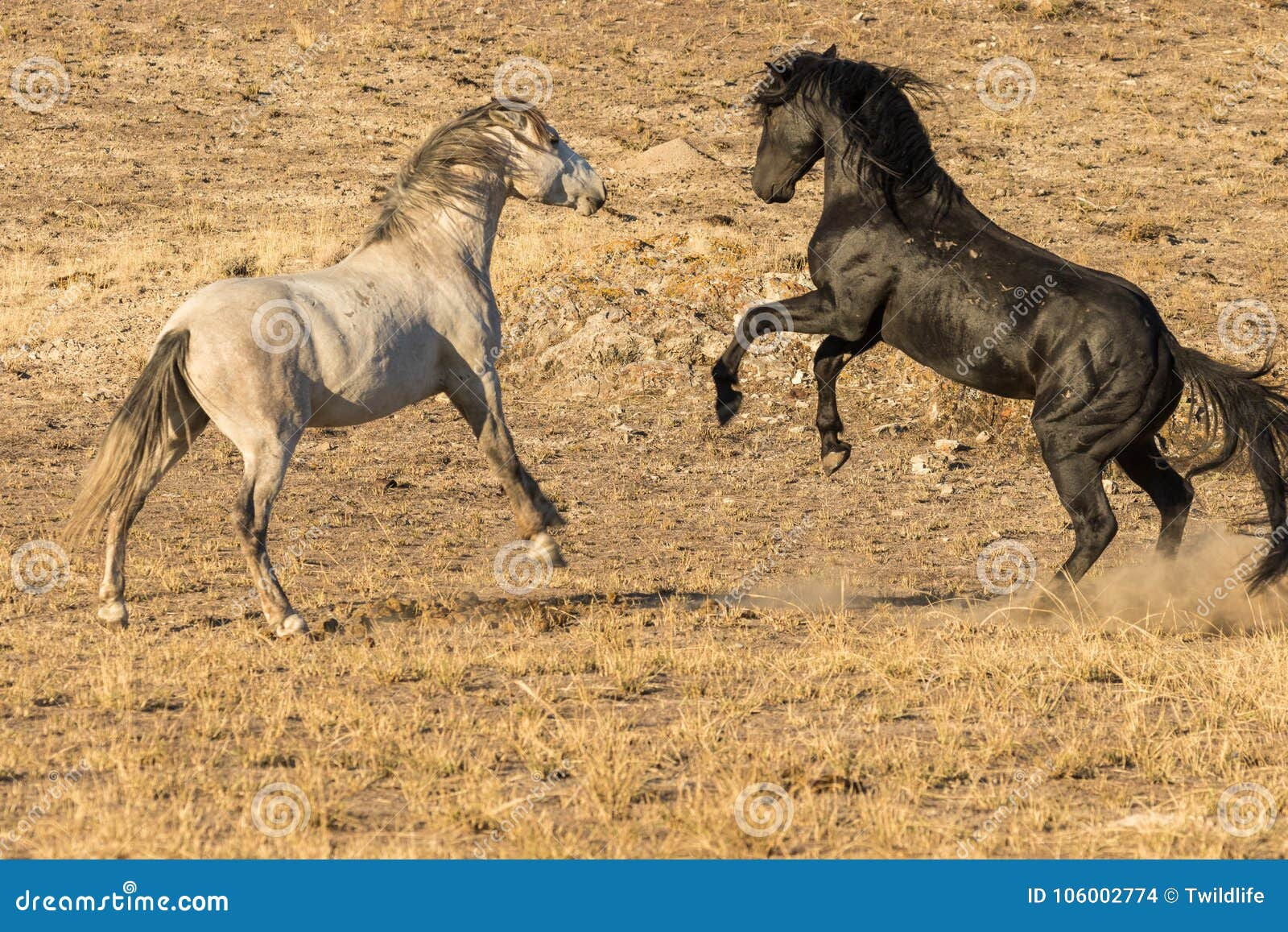 Wallpaper #eXS5wI4B_8f4nGFabW2251 Wild Horse Stallions Fighting Stock Photo Image of Wildlife Nature