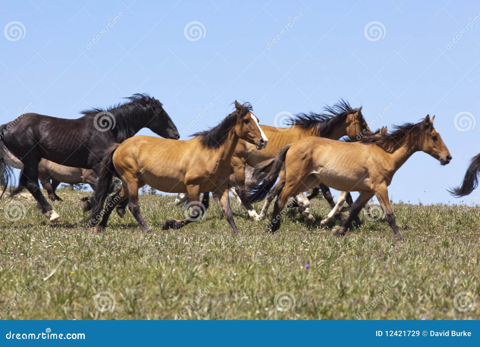 Wallpaper #YOpmVZMBlwTYPL18sg1d252 Wild Mustangs Stock Image Image of Dirt Colt Cody 12421729