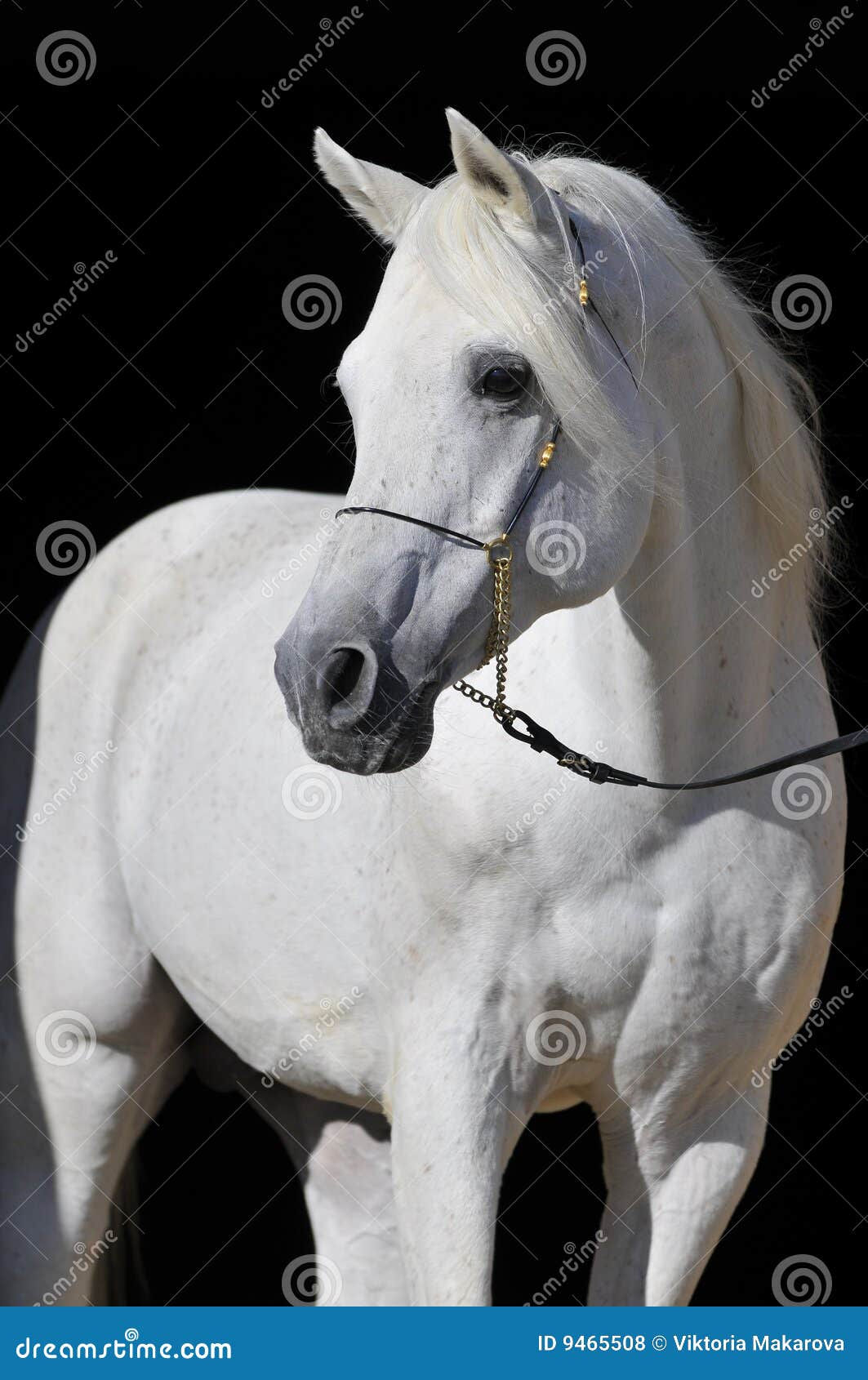Wallpaper #-x2ULJMBlOZrFDOkz8qk236 Arabian Horse Wallpaper