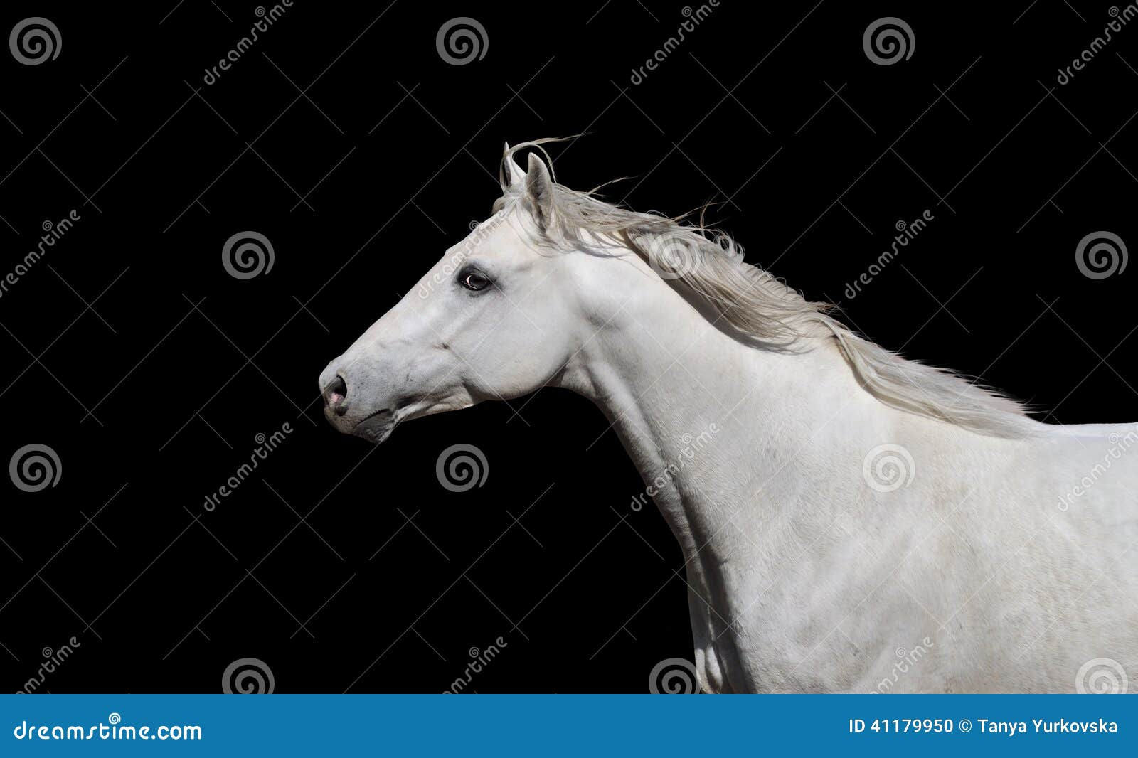 Wallpaper #bWfaEpMBSpphPi3-4_0h275 White English Thoroughbred Horse on a Black Background Stock Photo