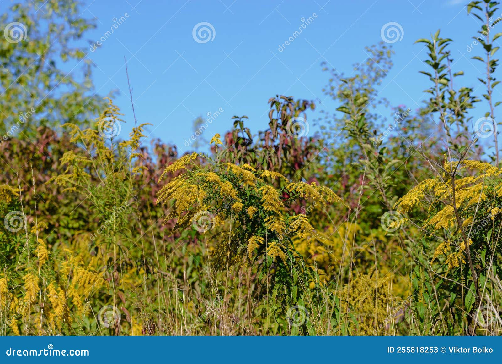 Wallpaper #rHfNJ5MB-pgBXx60M6f7172 Autumn Wild Landscape with Thickets of Autumn Vegetation Stock Image