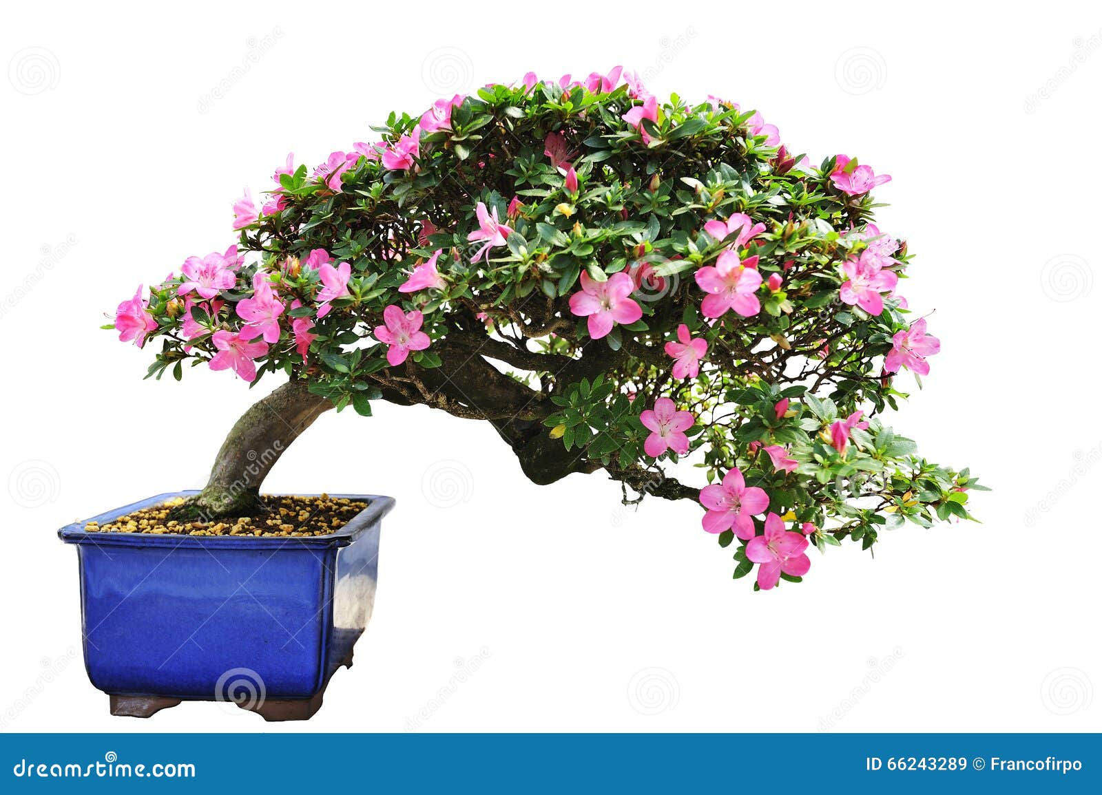 Wallpaper #d8e0c Satsuki Azalea Bonsai Trees Buy Online Greenwood Bonsai Studio