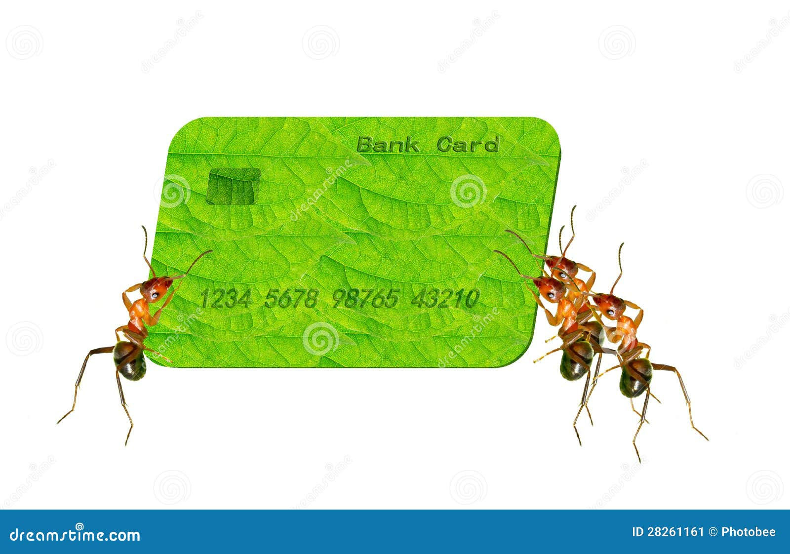Wallpaper #9Sz7SZMB0E1QgA7wY_R512 Ant Card Stock Image Image of Ants Interesting Financial 28261161