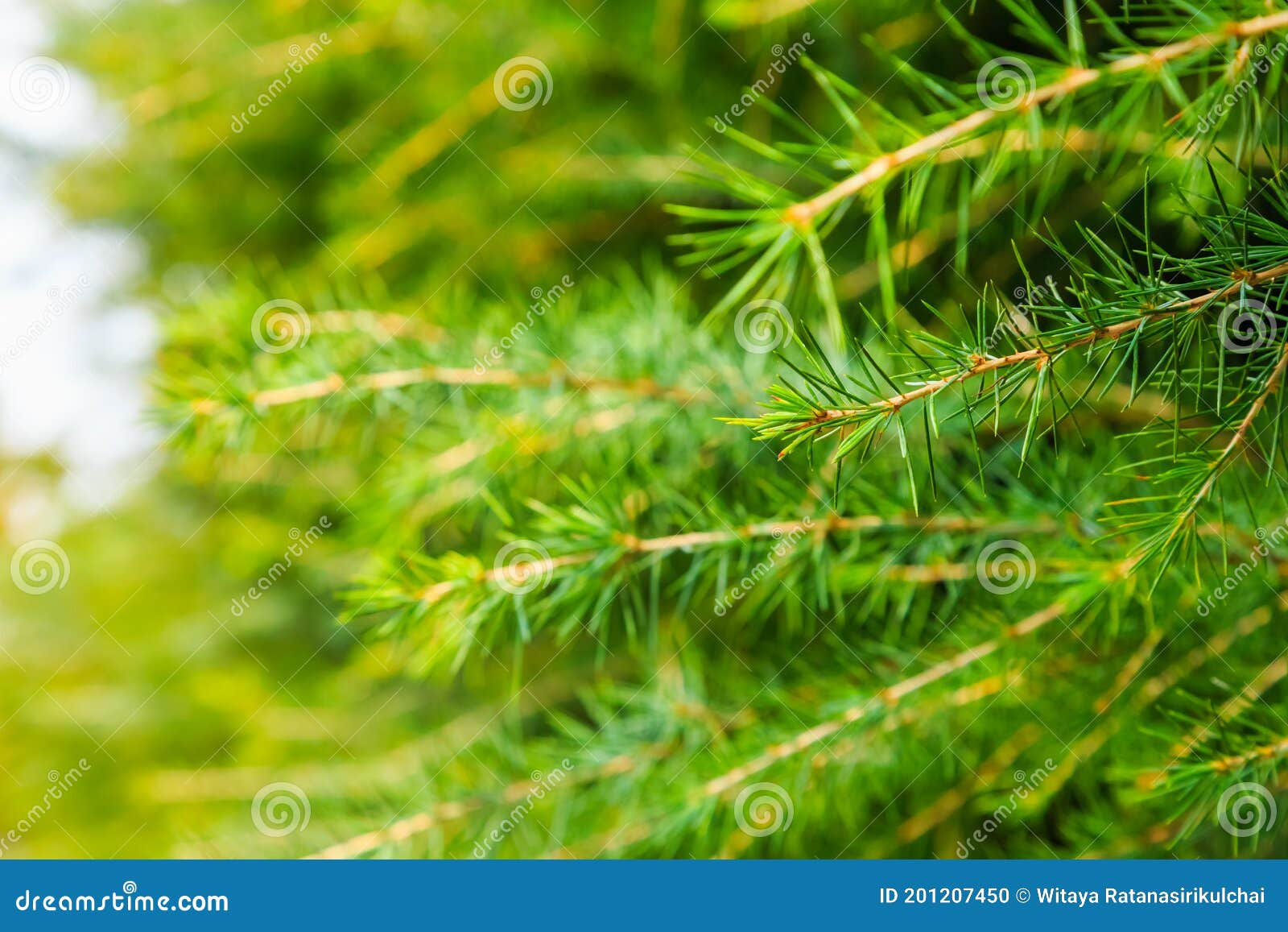 Wallpaper #BGdQC5MBSpphPi3-qtkV238 Abstract Pine Branch on Blurred Green Background Nature Background
