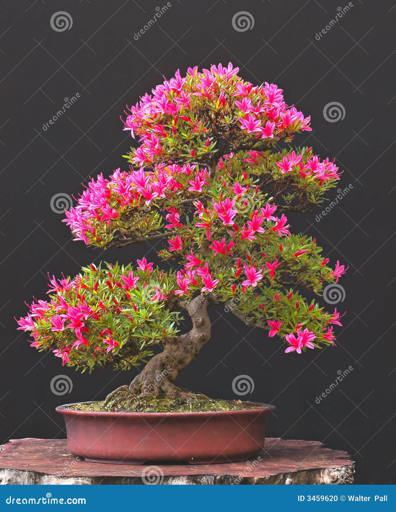 Wallpaper #d8e0c Satsuki Azalea Bonsai Trees Buy Online Greenwood Bonsai Studio