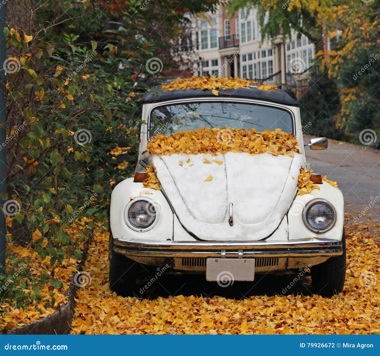 Wallpaper #rWgUHJMBSpphPi3-8SFd70 Autumn Leaves on a Car Stock Photo Image of Fallen Road 79926672