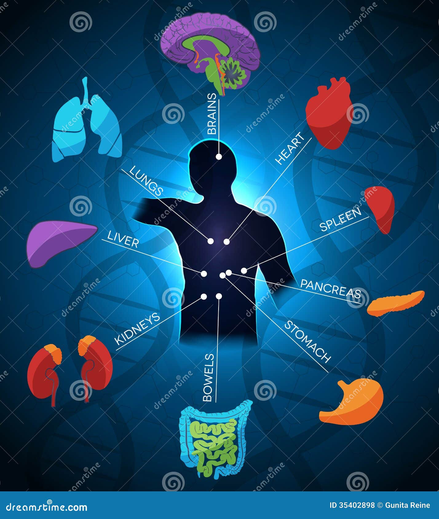 Wallpaper #WWdkEpMBSpphPi3-tvsO33 Abstract Body Part Anatomy Stock Vector Illustration of Brains 35402898