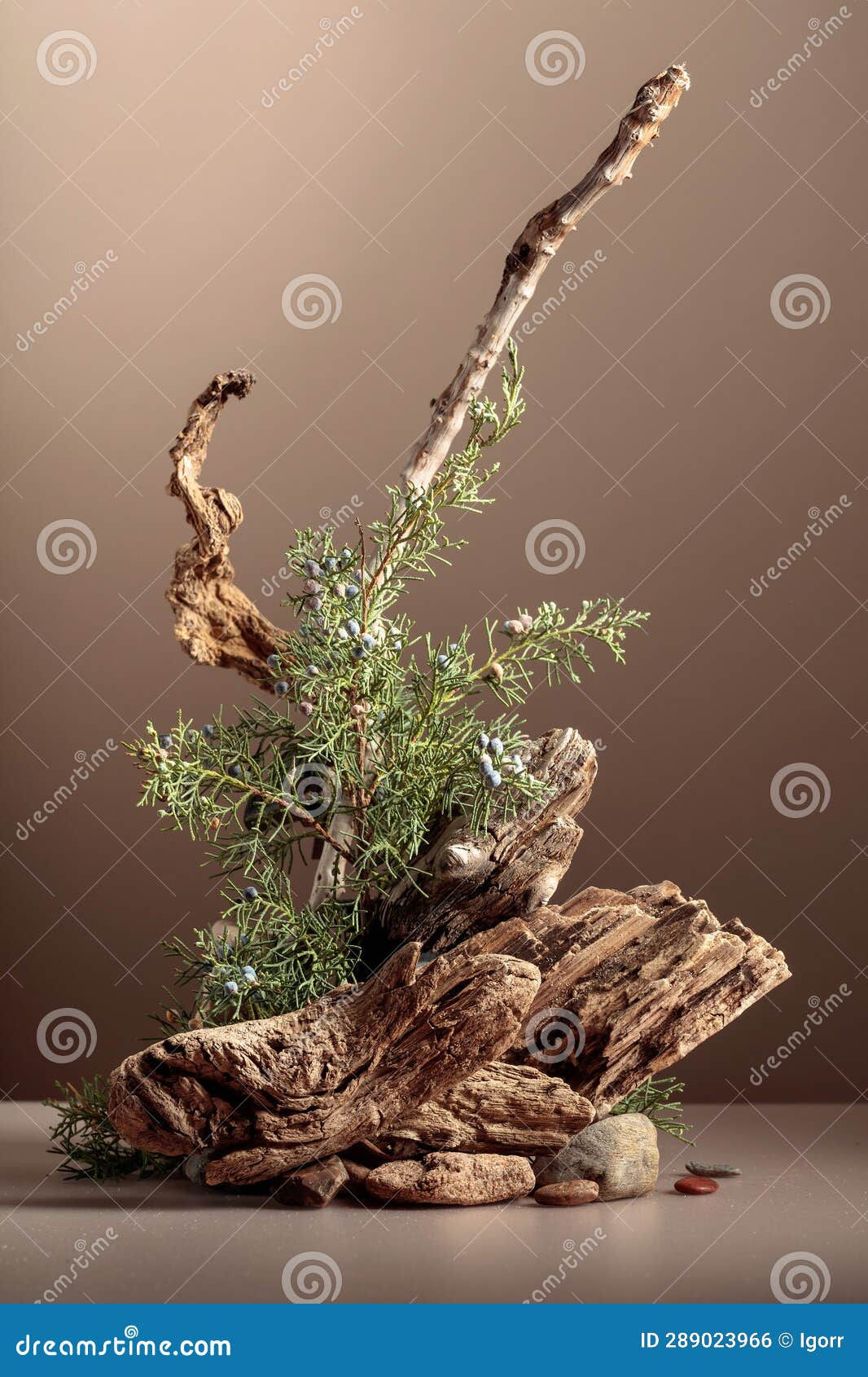 Wallpaper #9GjNGZMBSpphPi3-4hi181 Abstract Nature Scene with a Composition of Juniper and Dry Snags Stock