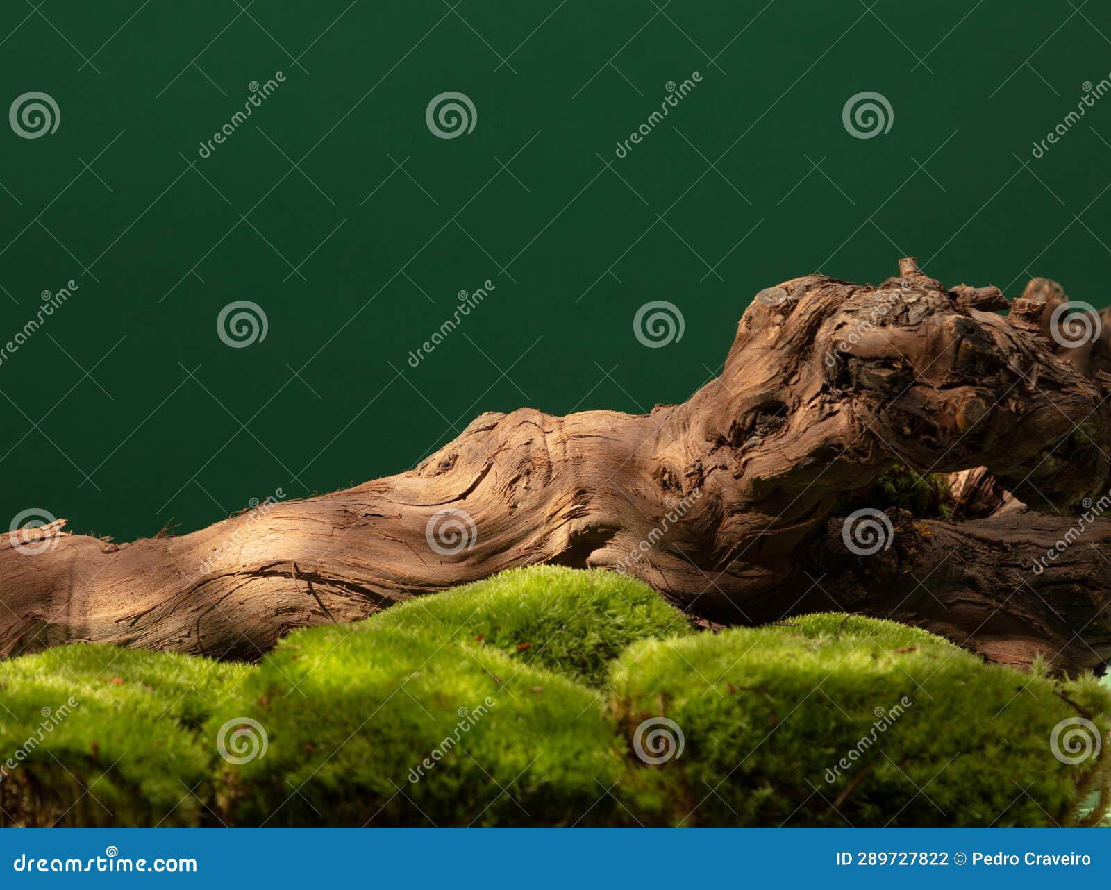 Wallpaper #9GjNGZMBSpphPi3-4hi1255 Abstract Nature Scene Tree Trunk in Forest Concept for Cosmetic