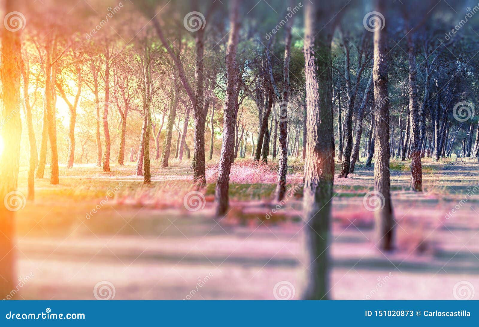 Wallpaper #r2fTEJMBSpphPi3-HPTq99 Abstract Forest and Sunset Stock Image Image of Leaf 151020873
