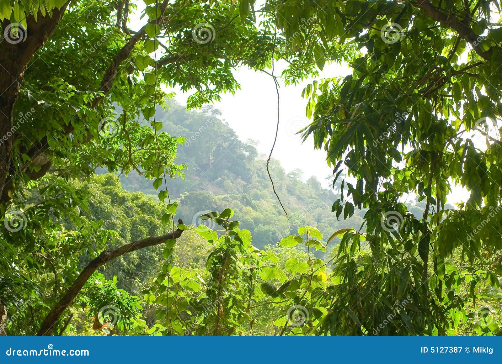 Wallpaper #r2fTEJMBSpphPi3-HPTq220 Abstract Tropical Forest Stock Image Image of Nature 5127387