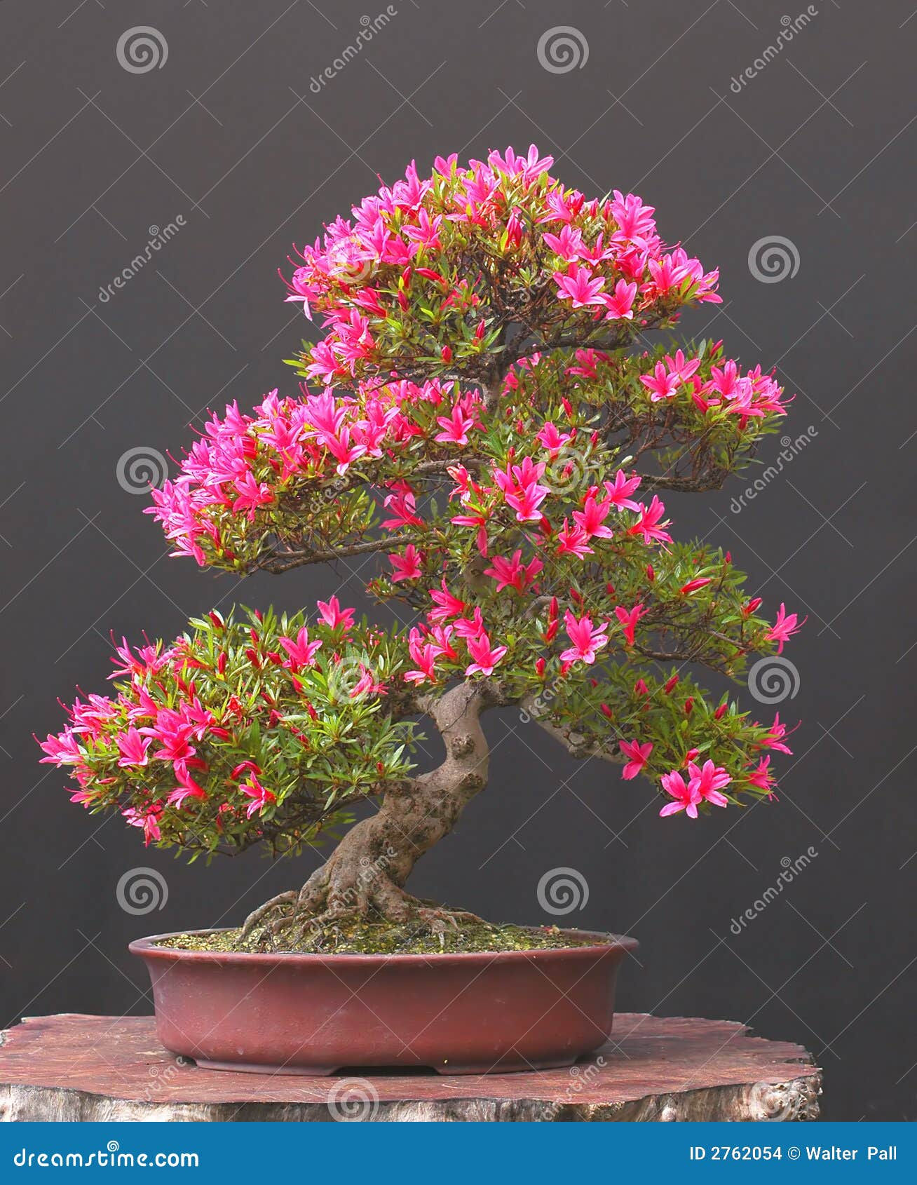 Wallpaper #d8e0c Satsuki Azalea Bonsai Trees Buy Online Greenwood Bonsai Studio