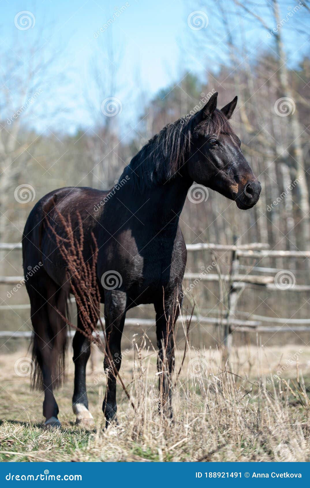 Wallpaper #CR2YLJMBlOZrFDOk0ssm21 Autumn Portrait of Graceful Black Horse at Ranch Stock Image Image of