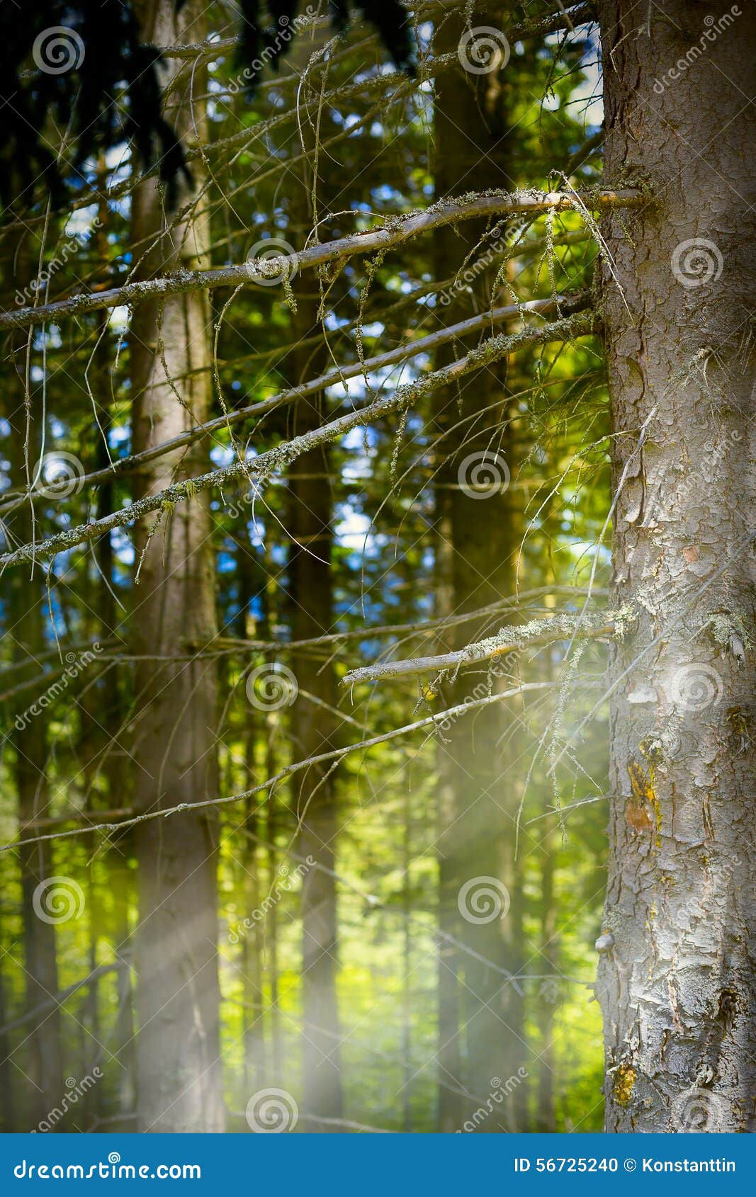 Wallpaper #d2c4EZMBSpphPi3-OPZ1226 Art Mountain Forest Abstract Background Stock Photo Image of