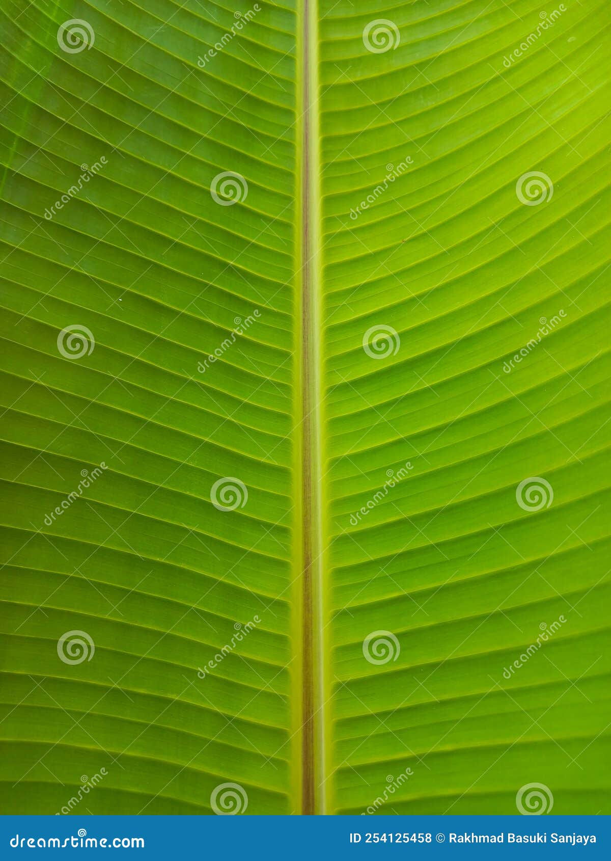 Wallpaper #am19apcBycdYOYFTxHE6182 Amazing Bananas Leaf Pattern Green Leaf Pattern Stock Photo Image of