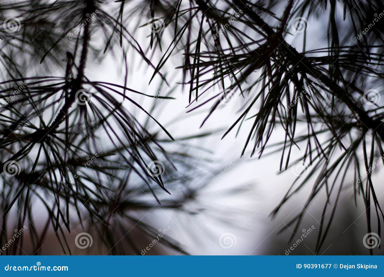 Wallpaper #BGdQC5MBSpphPi3-qtkV58 Abstract Pine Tree Stock Image Image of Light Pine 90391677