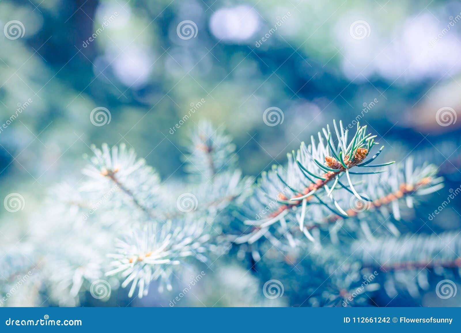 Wallpaper #BGdQC5MBSpphPi3-qtkV46 Abstract Pine Tree Background Sunlight and Blurred Background Stock