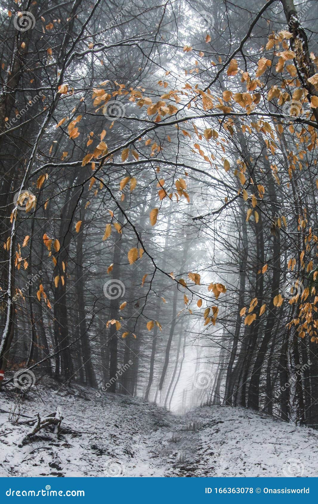 Wallpaper #d2c4EZMBSpphPi3-OPZ1202 Autumn Winter Nature Forest Abstract Art Stock Photo Image of Forest