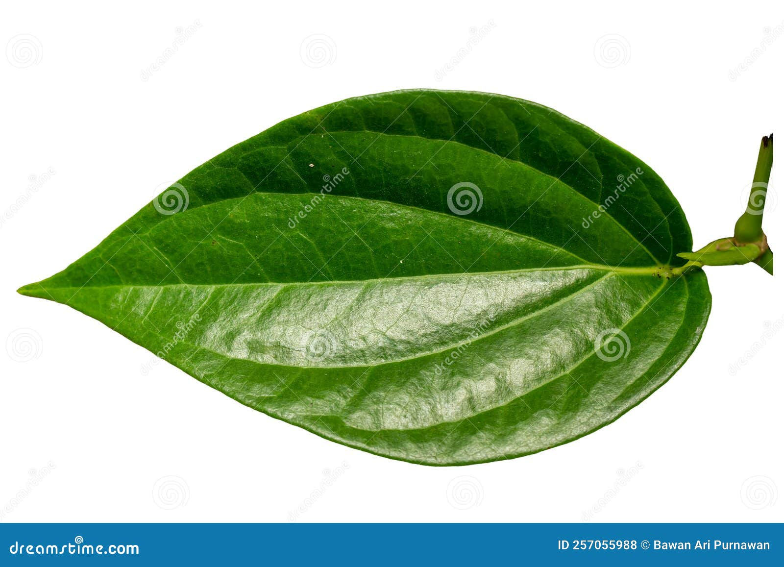 Wallpaper #Tmd395IBSpphPi3-tobx402 Close Up of a Green Heart Shaped Betel Leaf with a Detailed Leaf Frame