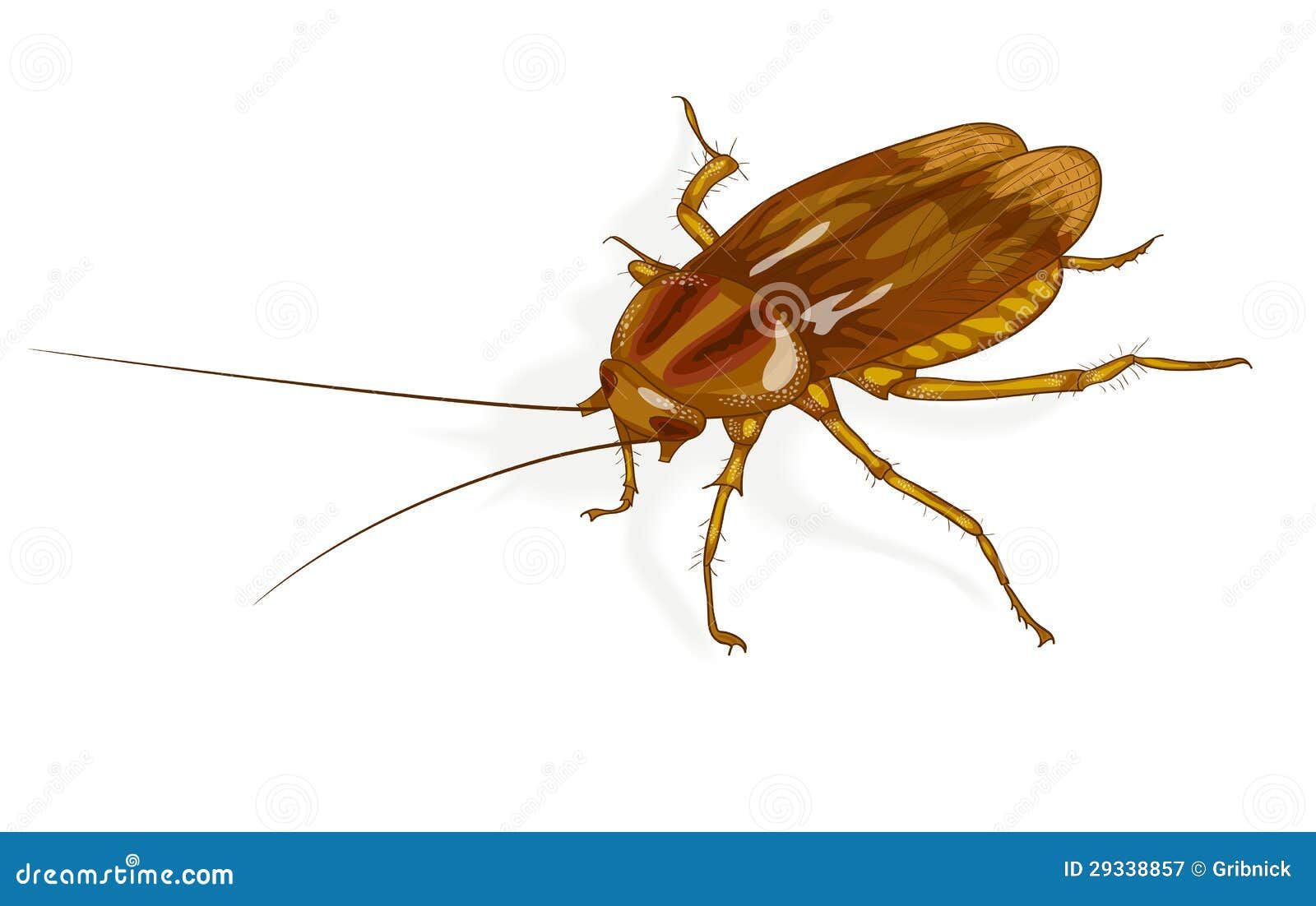 Wallpaper #SWdXCpMBSpphPi3-q9Qk246 Cockroach Stock Vector Illustration of Color Beetle 29338857