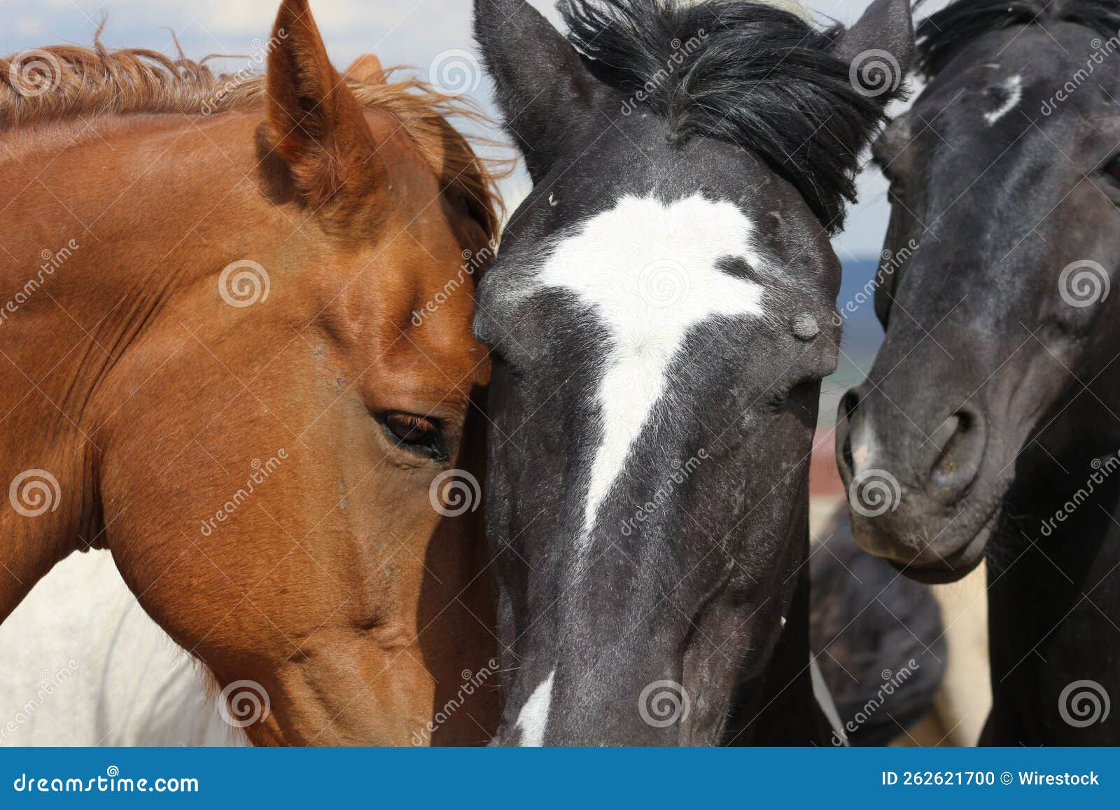 Wallpaper #YOpmVZMBlwTYPL18sg1d36 Close Up of Wild Mustang Horses in Sunlight Stock Photo Image of