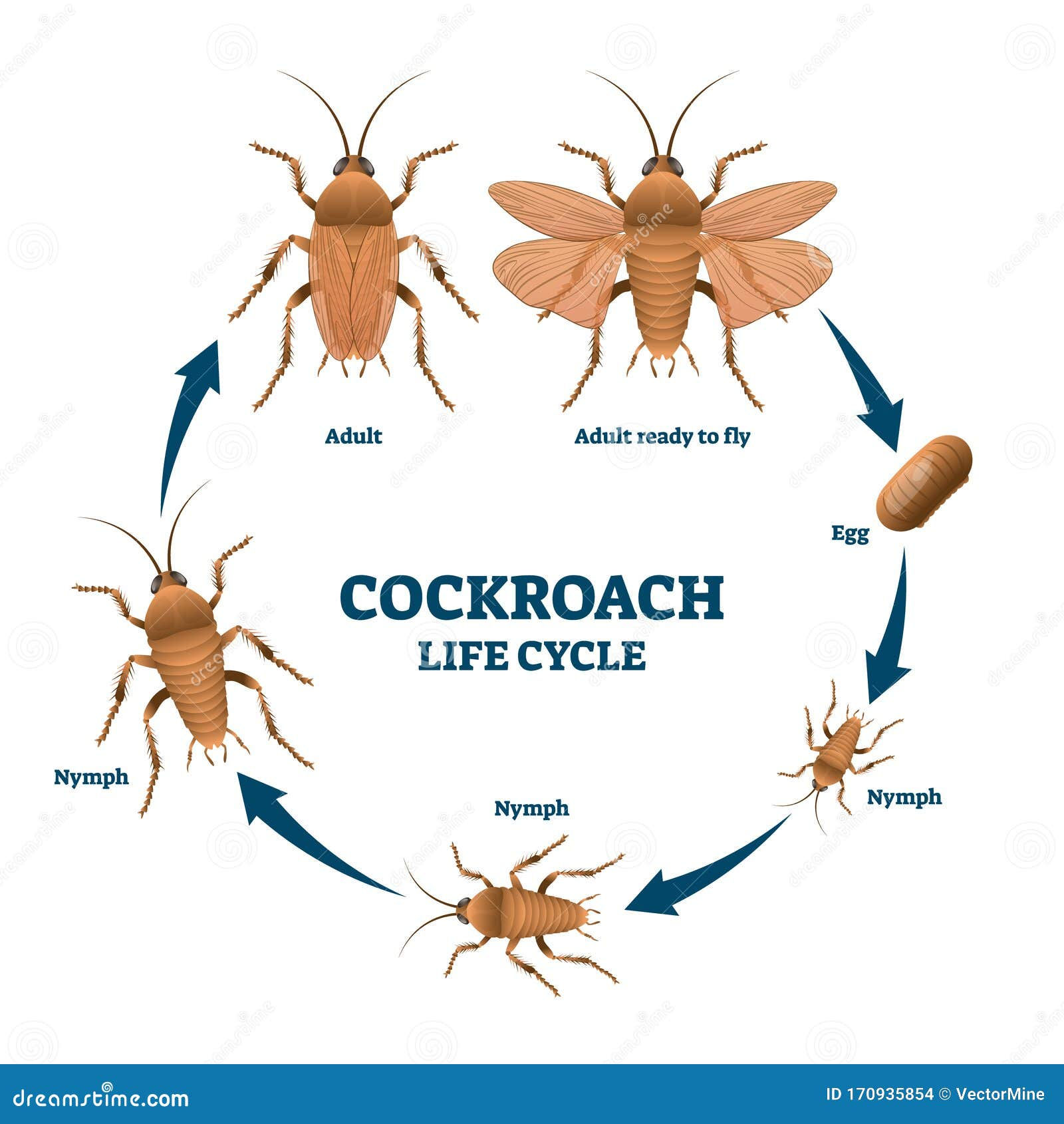 Wallpaper #SWdXCpMBSpphPi3-q9Qk285 Cockroach Egg Stock Illustrations 31 Cockroach Egg Stock