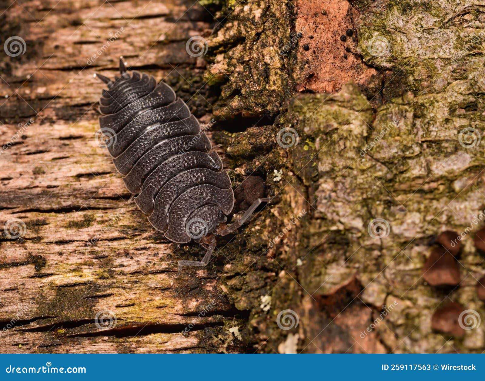 Wallpaper #9mdFCpMBSpphPi3-NNO0412 Closeup of a Spooky Common Rough Woodlouse Crawling on a Tree Stock