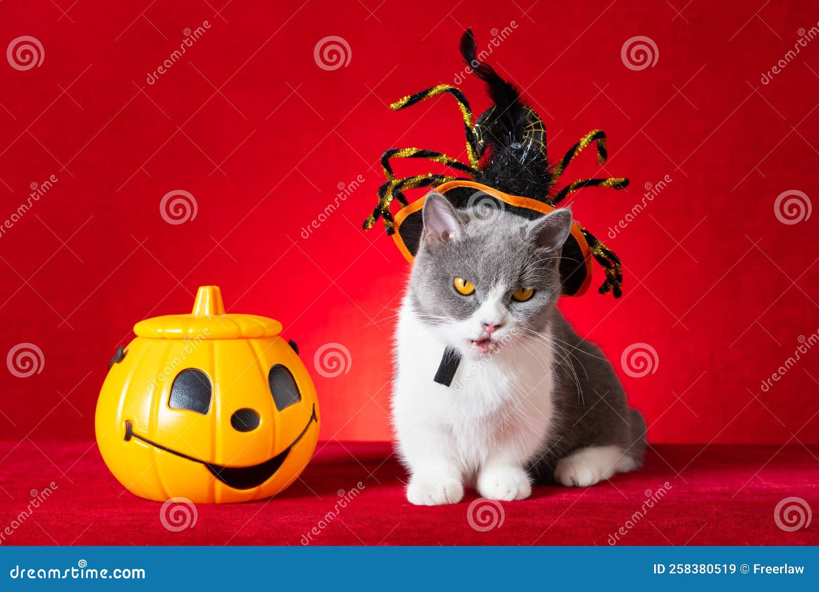 Wallpaper #FfQlOpMBKFX8bn3r7njr411 A Cute British Shorthair Cat with Spider Hat and Jack O Lantern Nearby