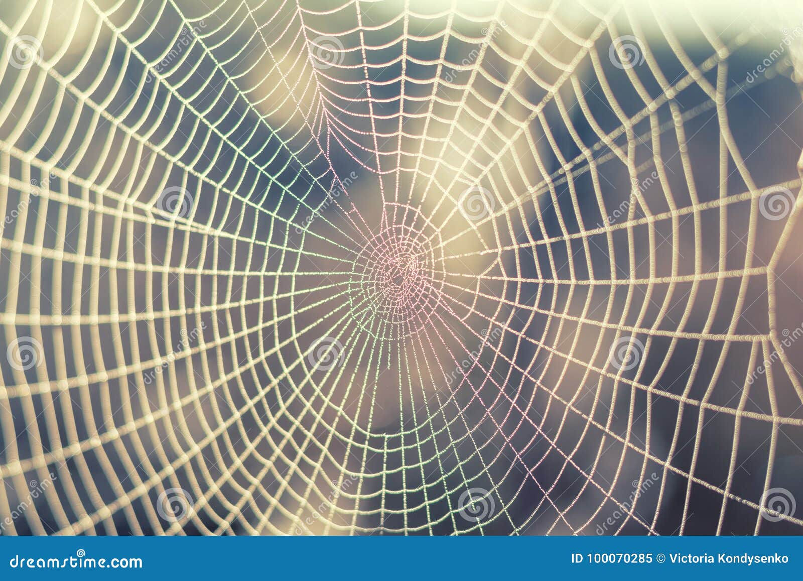Wallpaper #F2jUHpMBSpphPi3-Fion27 Close Up View of the Strings of a Spiders Web Spider Web with C Stock