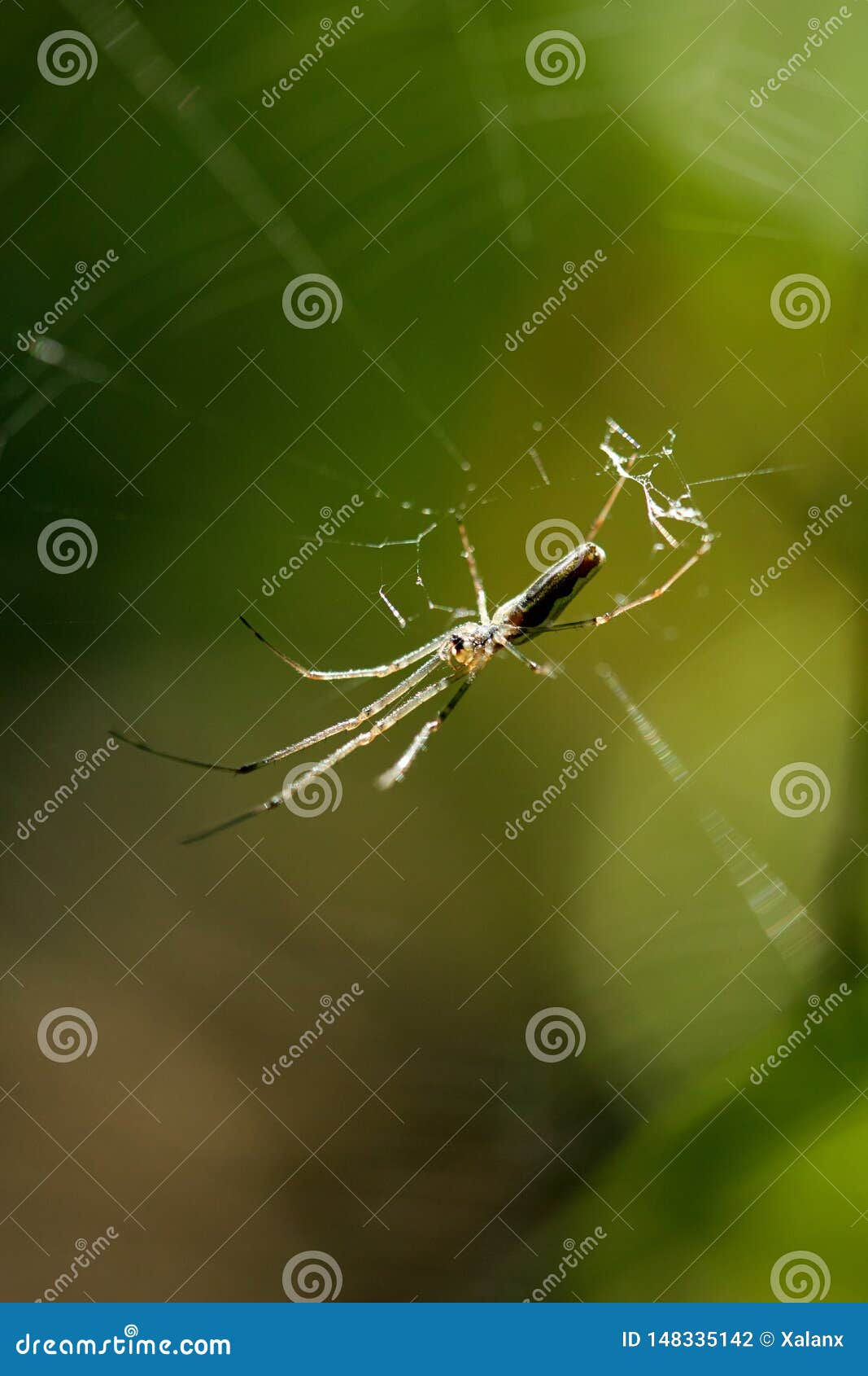 Wallpaper #82dGAZMBSpphPi3-KqlJ200 Spider on Web Stock Photo Image of Closeup Bite Outdoors 148335142